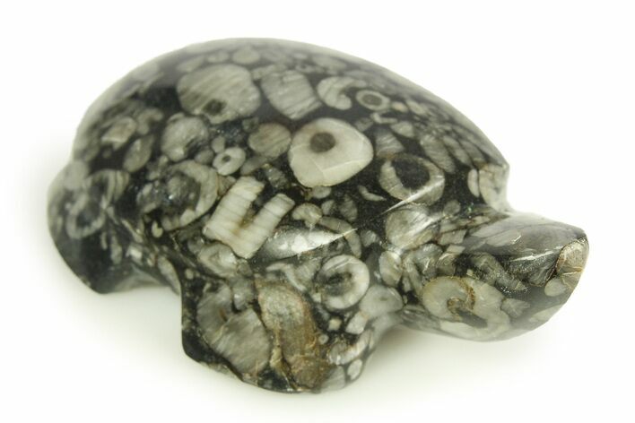 Carved Crinoid Stems in Marble Turtle #308318